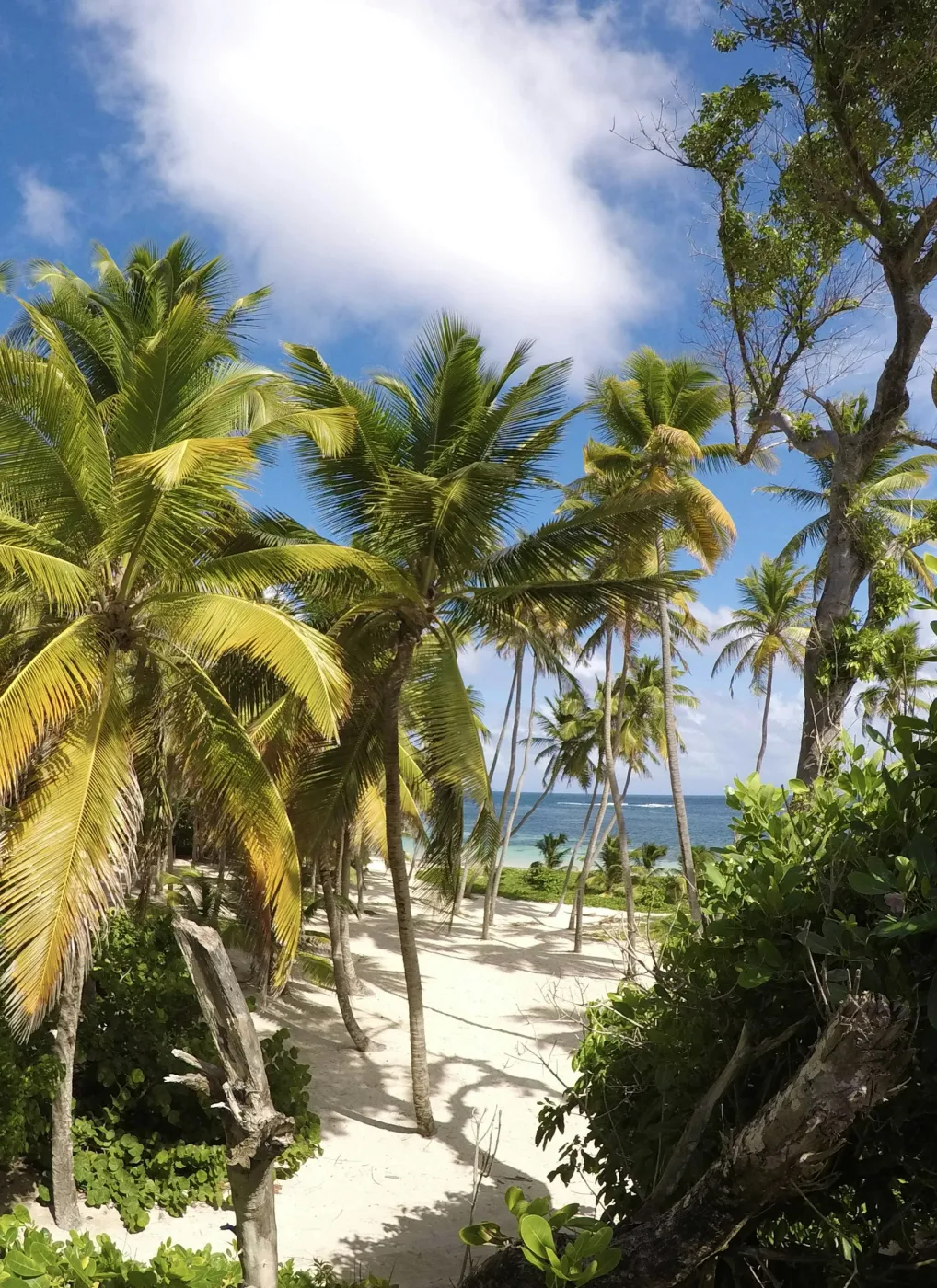 Palmiers et plage de l'Anse Michel à Sainte-Anne, en Martinique